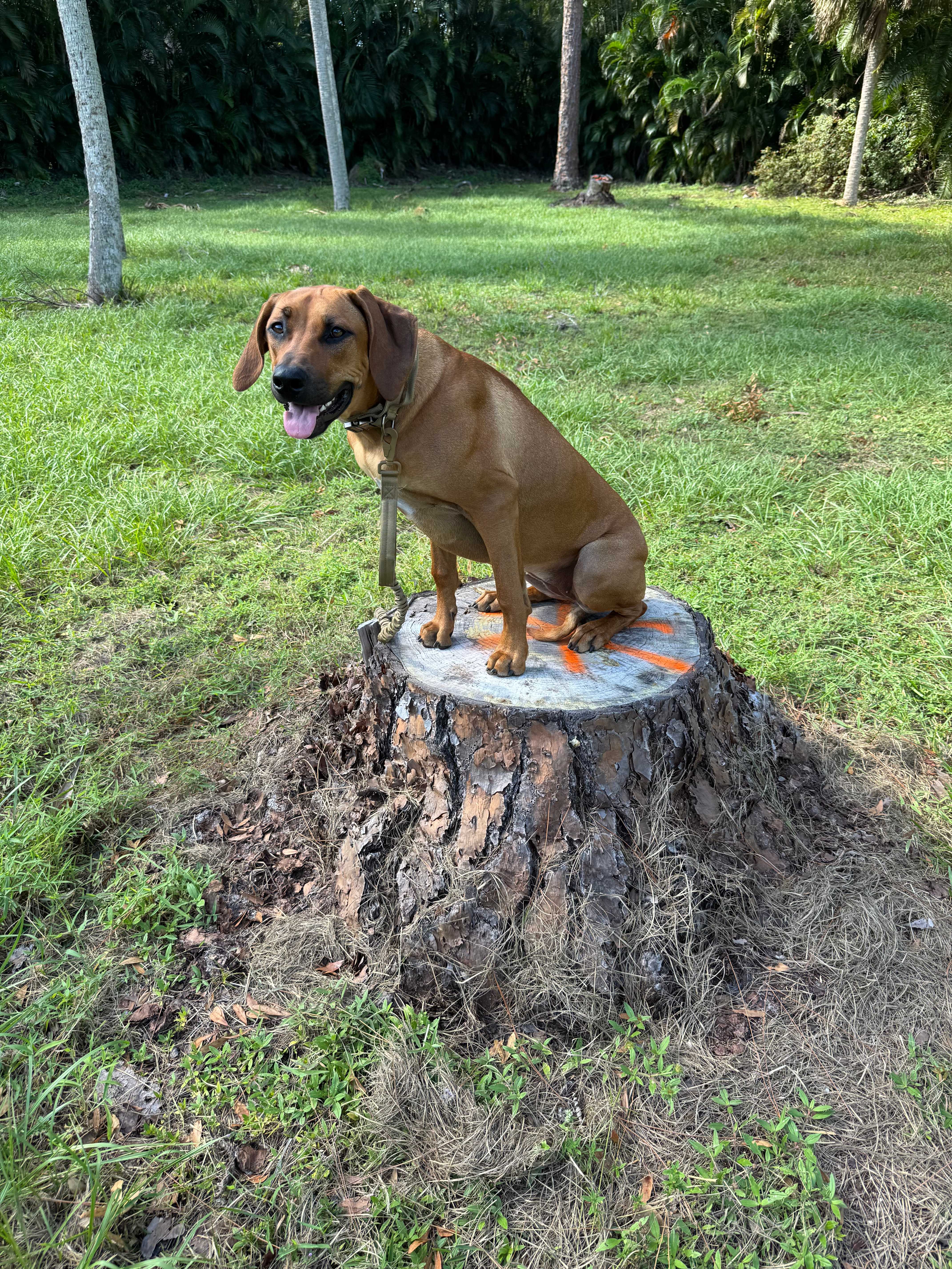 Completed Stump Removal