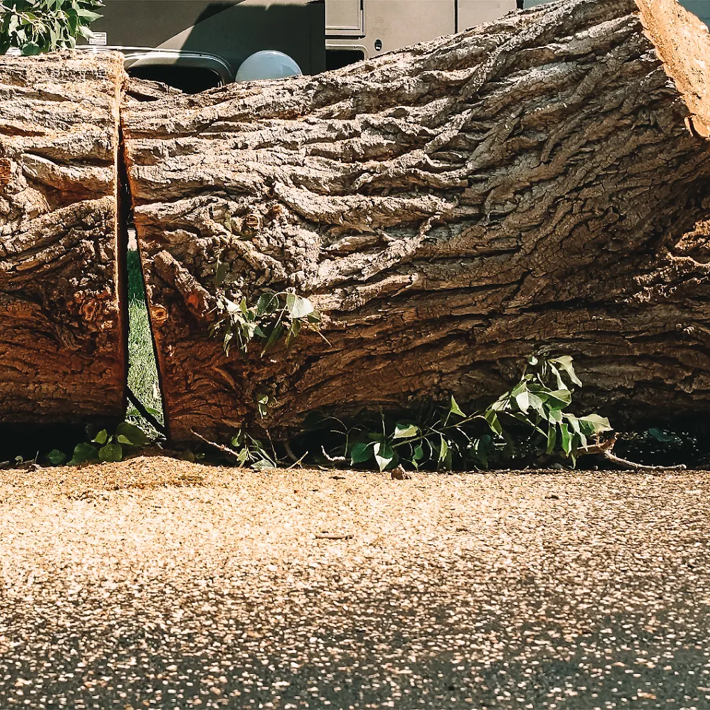 Professional tree removal - fallen tree logs